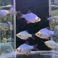 LIVE FISH | Jade Tiger Barb Fish 玉虎鱼