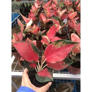 ✷❣☊COD! Aglaonema Red Suksom Live Potted Plants