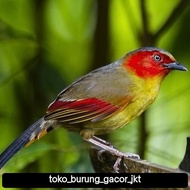 burung pancawarna kamboja pilihan