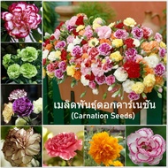 ดอกคาร์เนชั่น เมล็ดดอกไม้ (Carnation Mix Seeds) ไม้ประดับ ต้นดอกไม้สวยๆ ต้นไม้มงคล ต้นไม้ฟอกอากาศ บอนไซแคระ ต้นไม้ตกแต่ง ตกแต่งสวน พันธุ์ดอกไม้ Flower Seeds Plants Easy to grow in four seasons อัตรางอกสูง บรรจุ 200 เมล็ด คุณภาพดี ราคาถูก ของแท้ 100%