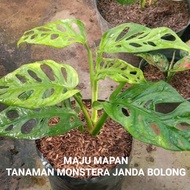 BIBIT TANAMAN JANDA BOLONG/TANAMAN HIAS JANDA BOLONG