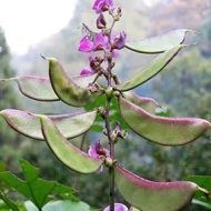 Hyacinth seeds / Buncis lentil hijau, ungu 扁豆种子