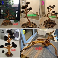 pokok bonsai aquascape