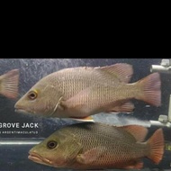 MJ..ukuran 4jri pnjang 15cm