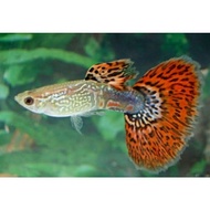 Ikan Guppy Red Dragon 1 Pair Male Female Guppy Fish