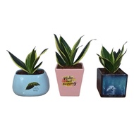 Golden-rimmed snake plant, Thai snake plant, table plant