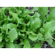 High quality seeds Arugula(Arugula）, Heirloom herb. Vegetable seeds 1000+