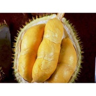 Pokok durian monthong / bantal emas