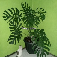 tanaman monstera-pohon monstera-tanaman hias monstera