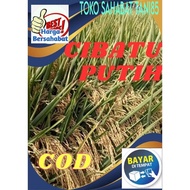 benih padi cibatu putih tahan segala virus