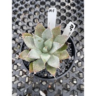 Augustfame - Agave Mangave Bloodspot Hybrid M1 血雨杂交 龙舌兰