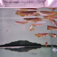 ikan arwana Golden Red