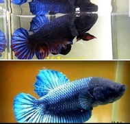 🐬🐬🐬☘️☘️❤️ชุดViP R222 A157 แพ็คคู่ นครปฐม💯🇱🇷