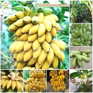 (50pcs Seeds/bag) Rare Mini Dwarf Banana Tree Seeds Fruit Trees Live Plants Air Purifying Indoor Plants Real Plants