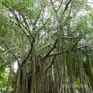 Ficus Benghalensis - 50 Seeds - Banran Fig / Ficus Audrey 9QPZ