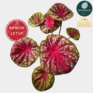 [Botanika.KL] Rimbun Letup Caladium Tora RARE🍀Pokok Keladi Pokok Hiasan Dalam Rumah Indoor Plant