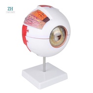 Anatomical Eye Model Eyeball Eyelid Model for Eye Special Teaching 1 PCS