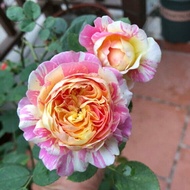 Cây giống hoa hồng ngoại Claude Monet giao cây ổn định sắp hoa