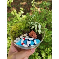 DIY TERRARIUM KIT