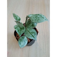 Hoya Krohniana Eskimo Silver (rare)