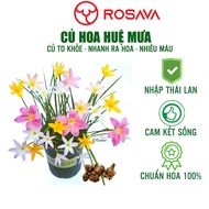 N1 group Thai rain lily bulbs, 7-color fairy hair flowers, abundant flowers, easy to grow, ROSAVA st
