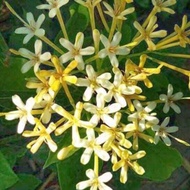 POKOK IXORA MADAGASCAR