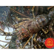 Terbaru Lobster Hidup Live Seafood Per Kg Mantap