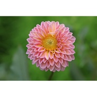 DAHLIA FLOWER biji benih bunga dahlia