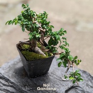 Chinese Elm Mini Bonsai - Beautiful and Exotic Bonsai Tree Plant