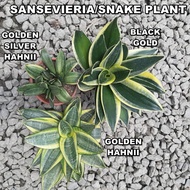 LUSHECO- Sansevieria Golden Hahnii/Golden Hahnii Silver/Black Gold Snack Plant Indoor Plant