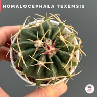 Echinocactus Texensistexensis 3 นิ้ว ( Homalocephala Texensistexensis ) แคคตัส กระบองเพชร cactus&amp;succulent