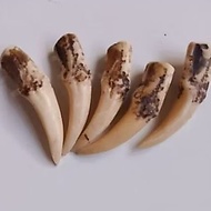 Ethnic resin fang accessories