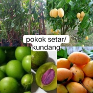 pokok kundang/buah asam star+freegif🎁✅