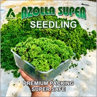Azolla Premium Seeds, Safe Packing for Broodstock, Safe Cultivation, Lasts 7-8 Days Delivery