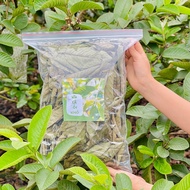 Dried Guava Leaves 1kg Guava Leaf Tea Bag Thien AN