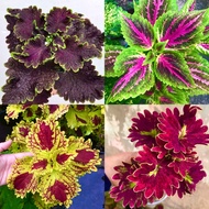 ALIVE ROOTED COLEUS | Pokok Ati-Ati | Mayana Plant | Plectranthus scutellarioides. Ati2