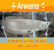 Ikan Arwana Silver Brazil 20cm - Ikan Mati Garansi Diganti