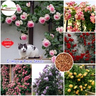 Singapore Hot Sale 100pcs Climbing Rose Seeds ​Flower Seeds for Planting Gardening Pots Flowering Live House Plants