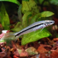 Ready Stock Ikan Hias SAE Siamese algae eater