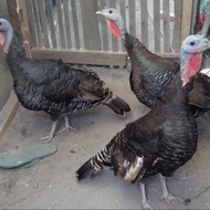 ayam kalkun betina 6 ekor jenis broze