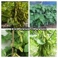 15Pcs Edamame/Butter Bean/Soybean/ Biji Benih Pokok Kacang Berbulu   (code 70)