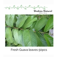 Guava Leaves 50pieces