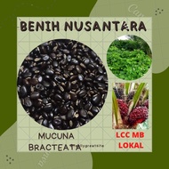 PROMO- LCC MB - LEGUME COVER CROPS - MUCUNA BRACTEATA - LOKAL - 500 GRAM