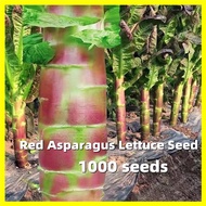 Red Asparagus Lettuce Seed - 1000 Seeds Red Asparagus Lettuce Vegetable Seeds Easy To Harvest Celtuc