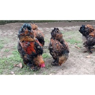 Telur ayam hias brahma gold leced ori