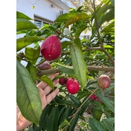 Buah Mahkota Dewa Segar Order Baru Petik 5biji