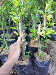 BIBIT BUAH APEL SUDAH BERBUNGA BERBUAH