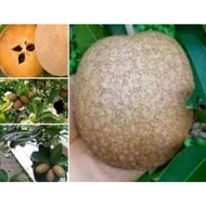 Anak Pokok Ciku Mega Hybrid/ Ciku Buah Besar Manis