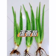 有機蘆薈苗（可食用）