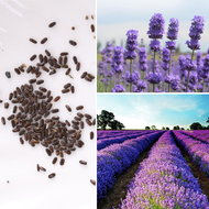 Local Ready Stock 200pcs Lavender Lavandula Officinalis Seeds Garden Flor Bonsai Planting Home Plants Garden Flower Benih Pokok Bunga Air Plants Live Hidup Murah Flower Decoration Climbing Plant Pokok Bunga Hiasan Hidup Outdoor